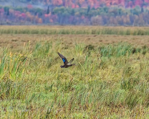 American Black Duck - ML267233171