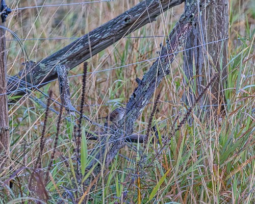 Swamp Sparrow - ML267233201