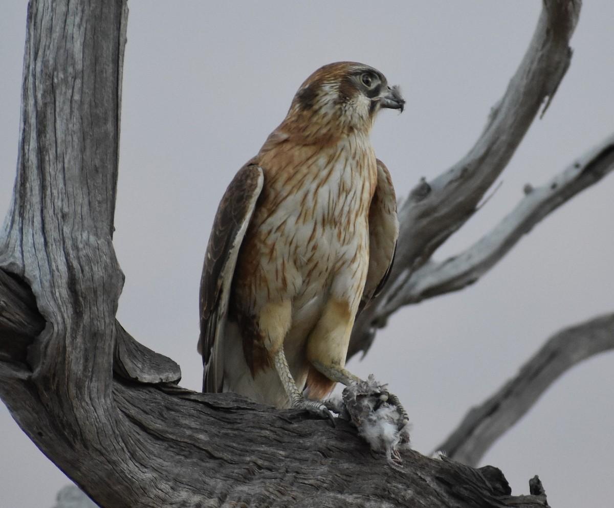 Brown Falcon - ML267233661