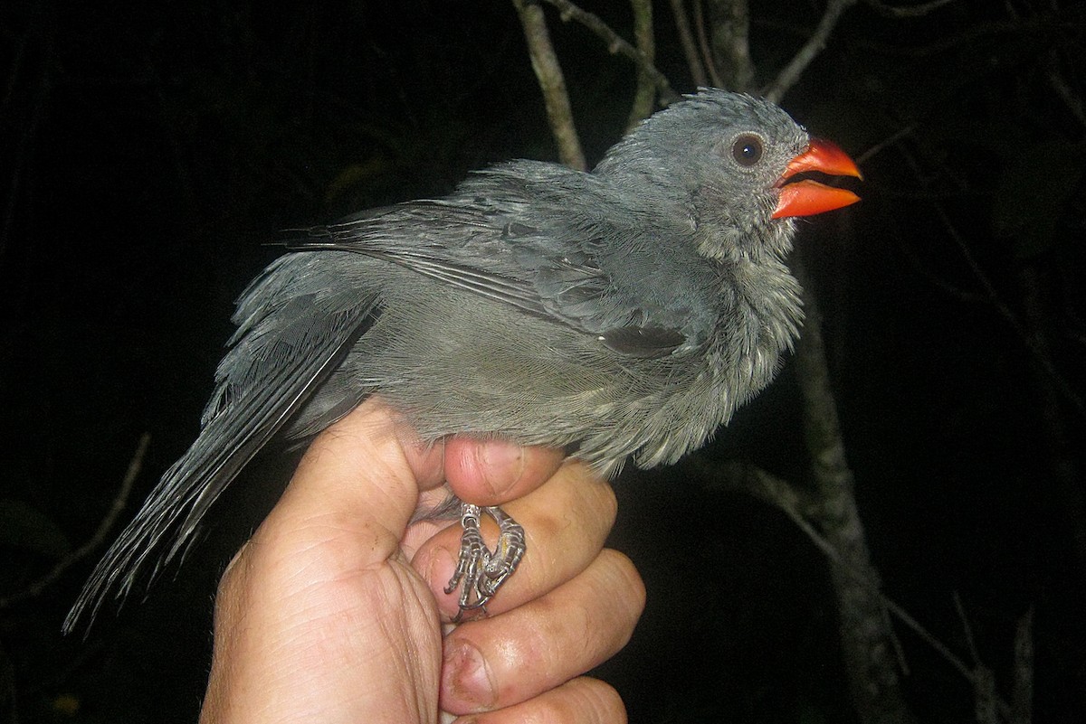 Slate-colored Grosbeak - ML267234221