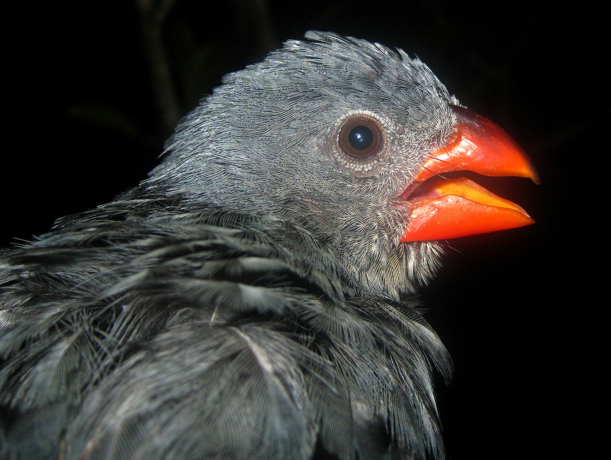Slate-colored Grosbeak - ML267234261