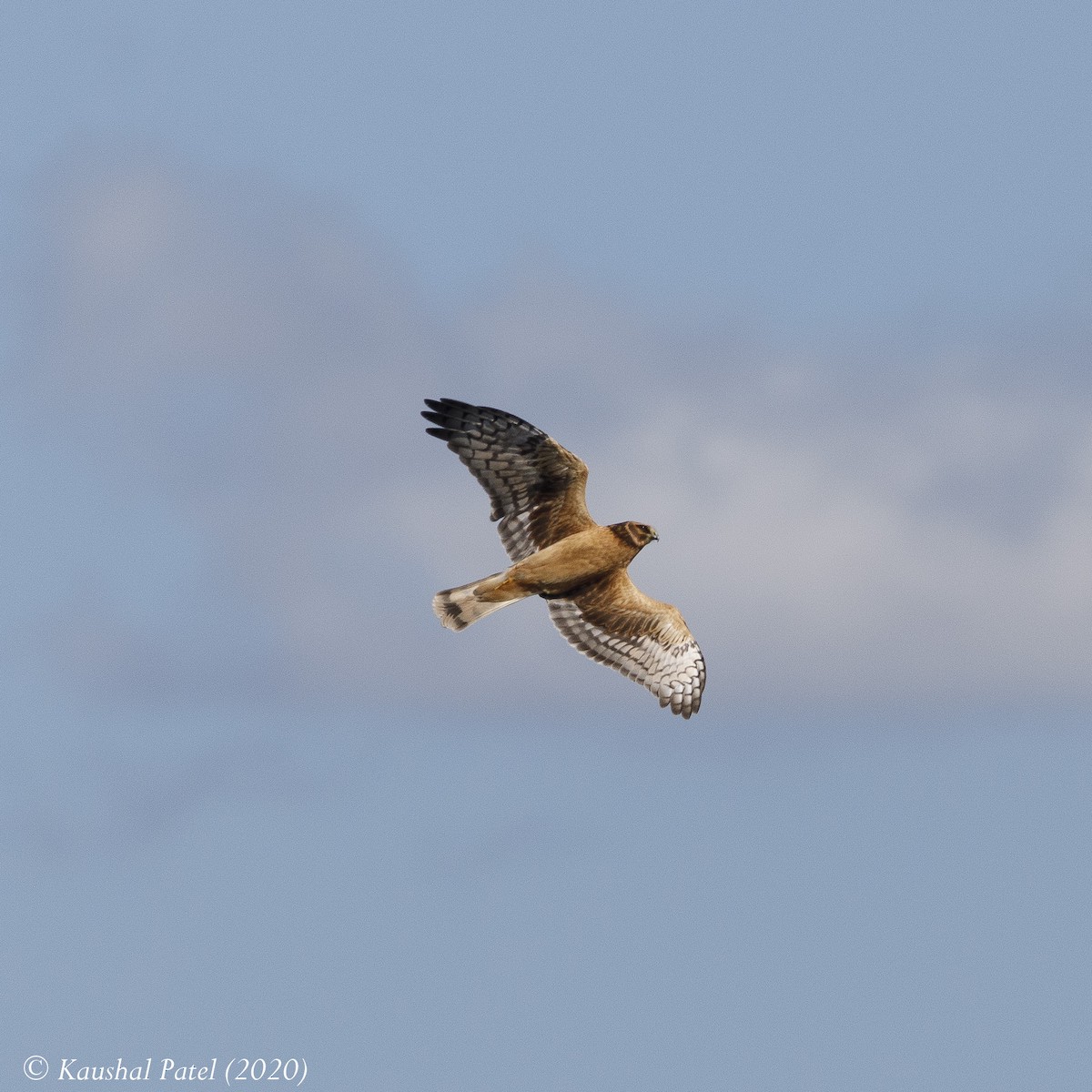 Northern Harrier - ML267234941