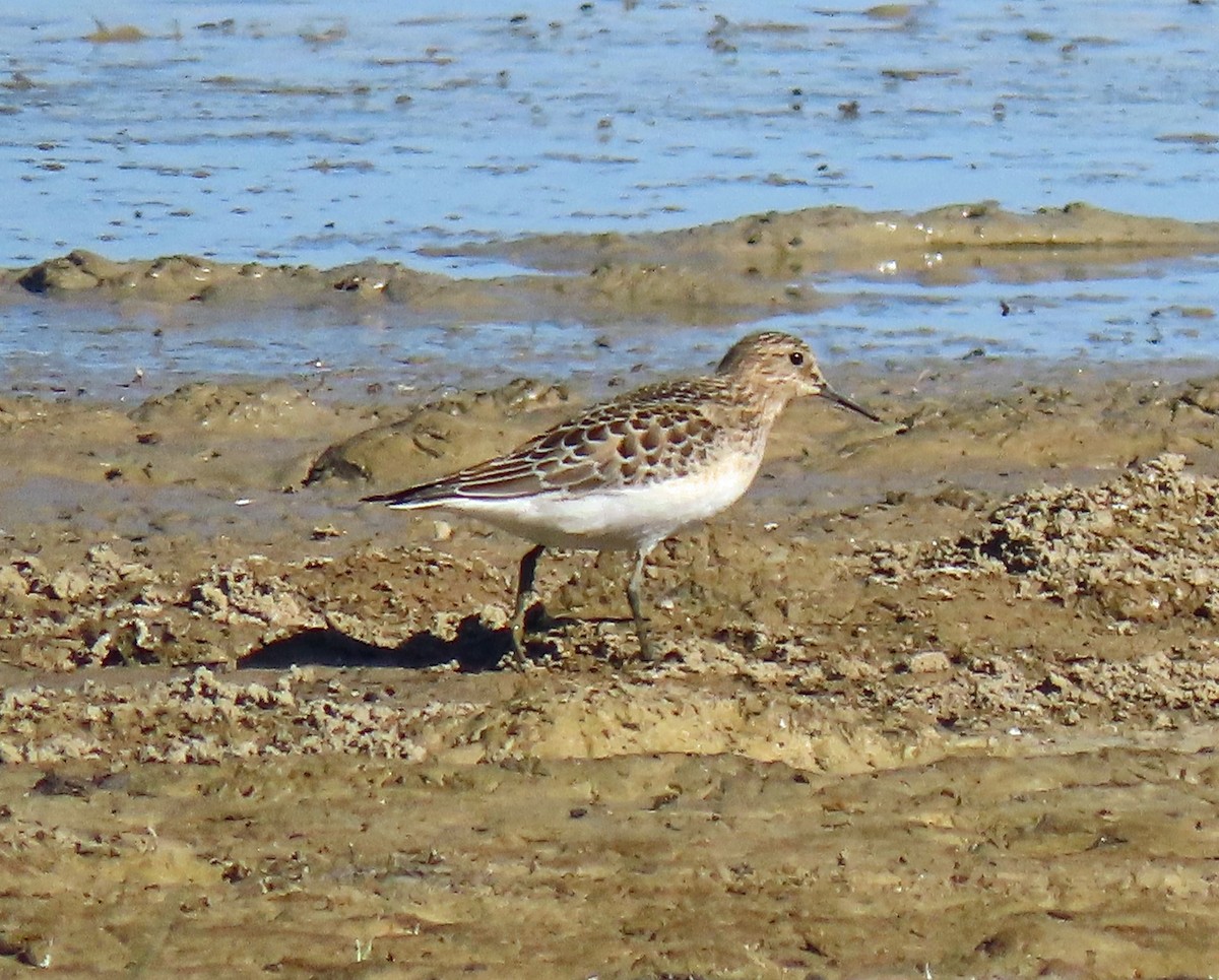 Baird's Sandpiper - ML267234991