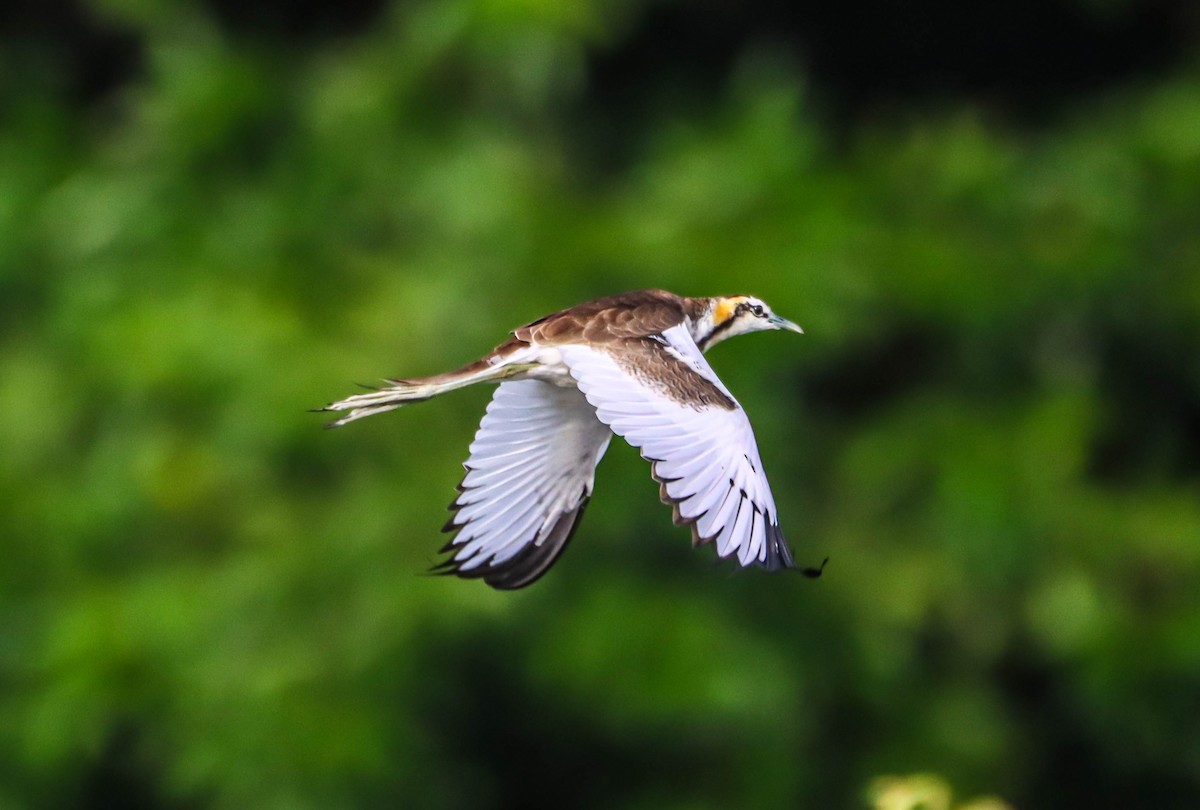 Pheasant-tailed Jacana - ML267235101