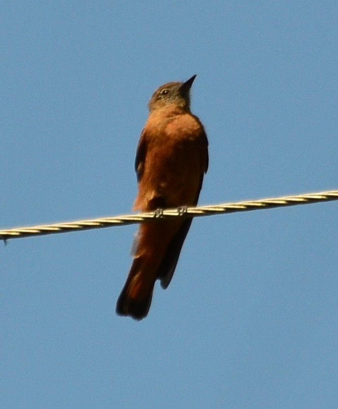 Cliff Flycatcher - ML267235241