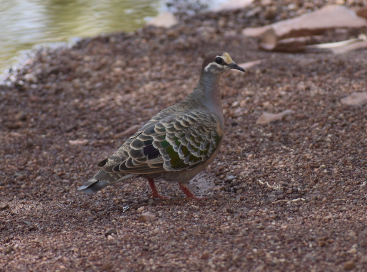 Common Bronzewing - ML267235331