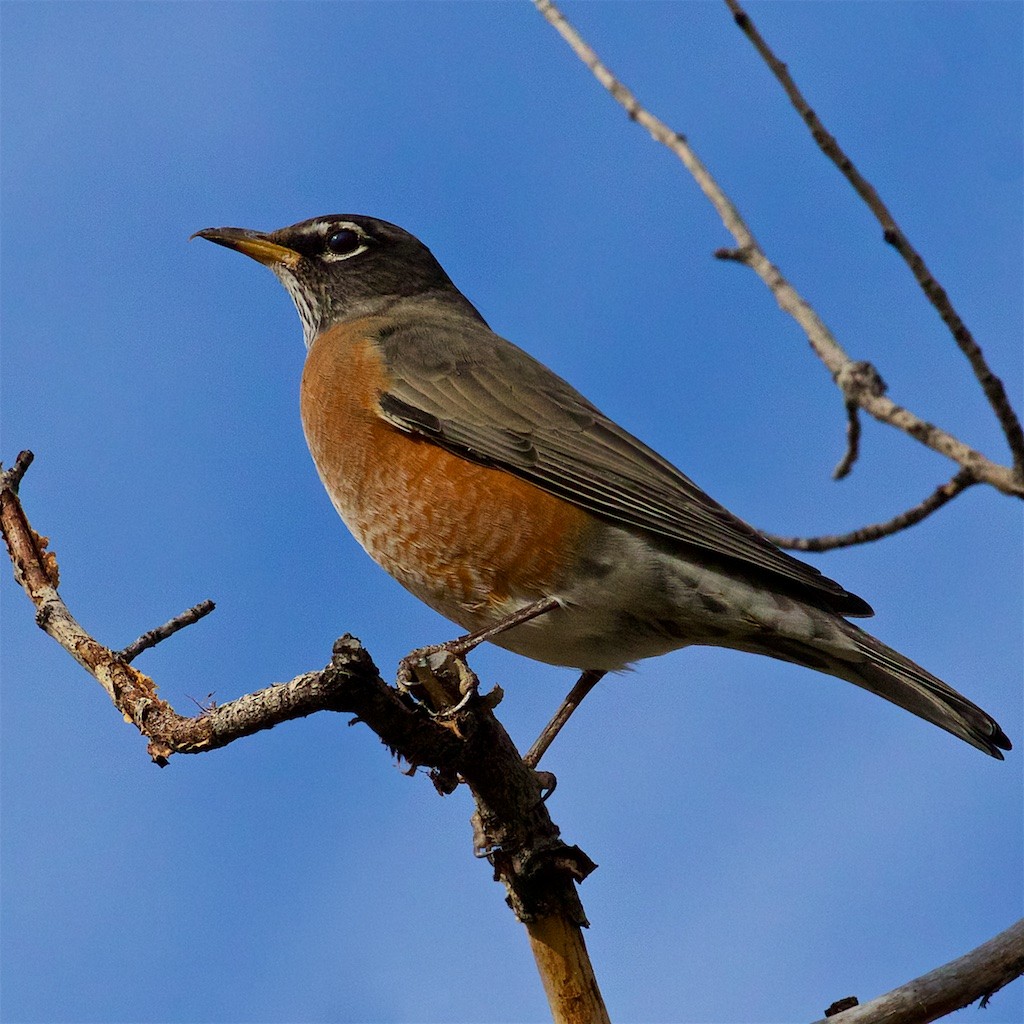 American Robin - ML267235411