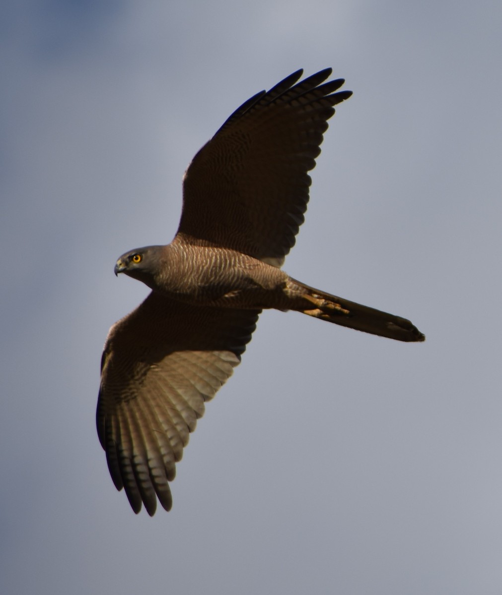 Brown Goshawk - ML267235901