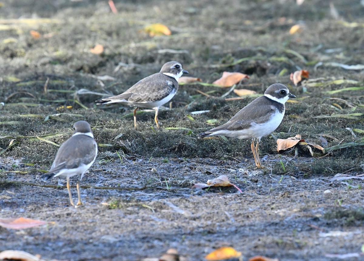 Semipalmated Plover - ML267235931