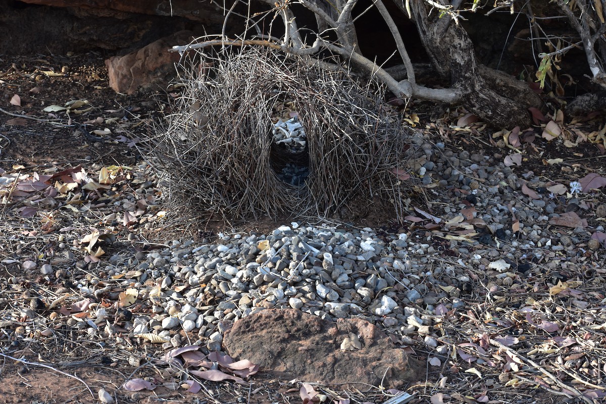 Great Bowerbird - ML267236491