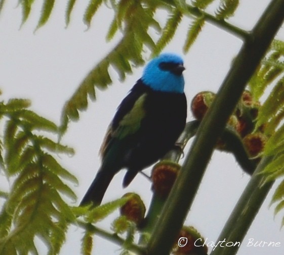 Blue-necked Tanager - Clayton Burne