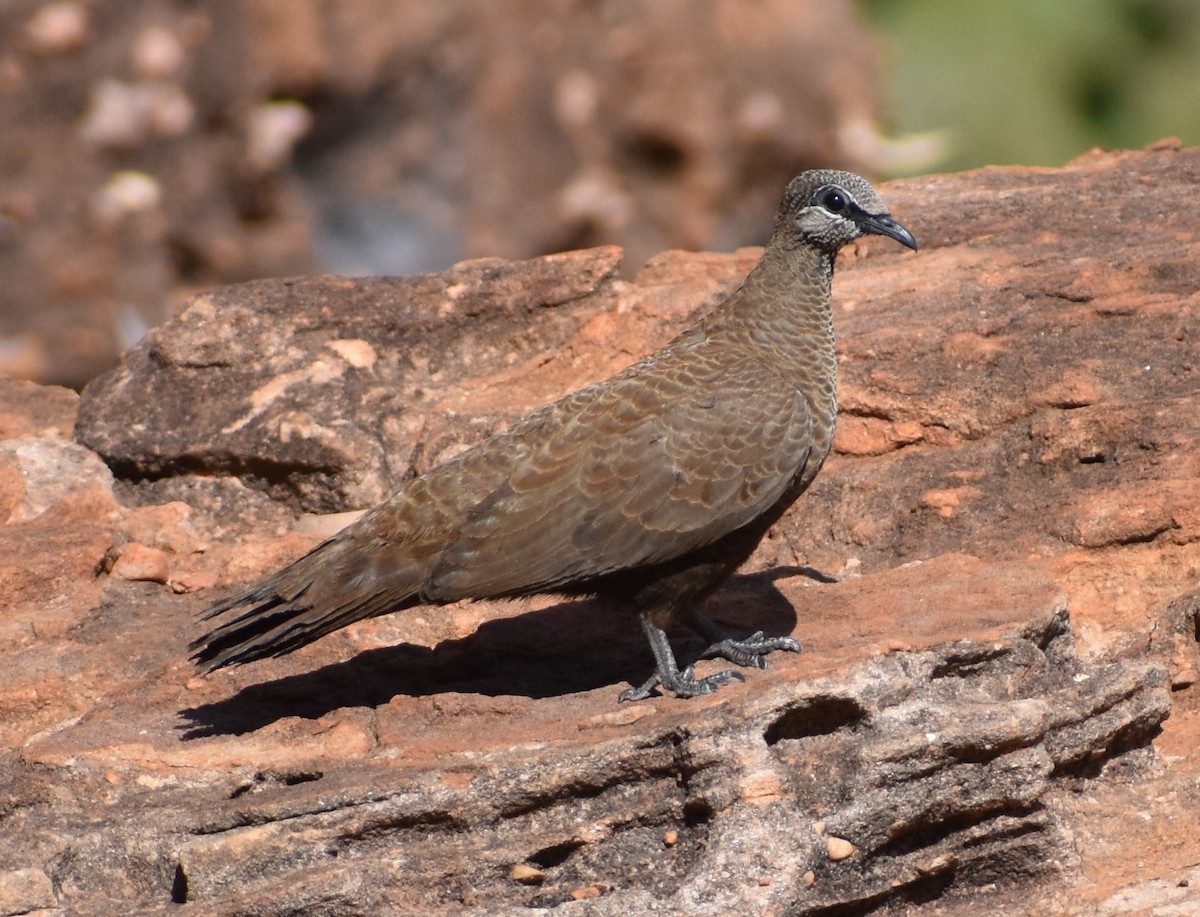 White-quilled Rock-Pigeon - ML267236671