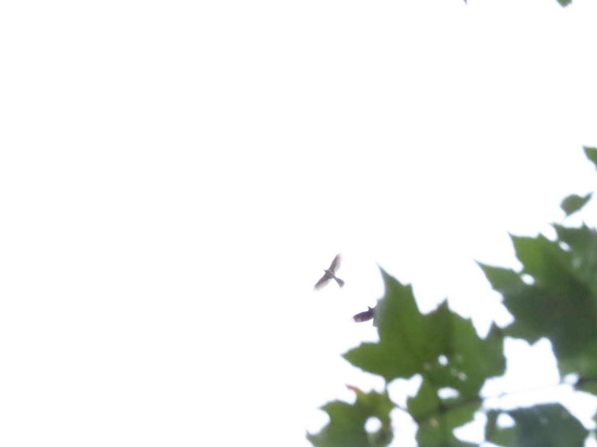 Cooper's Hawk - ML267237221