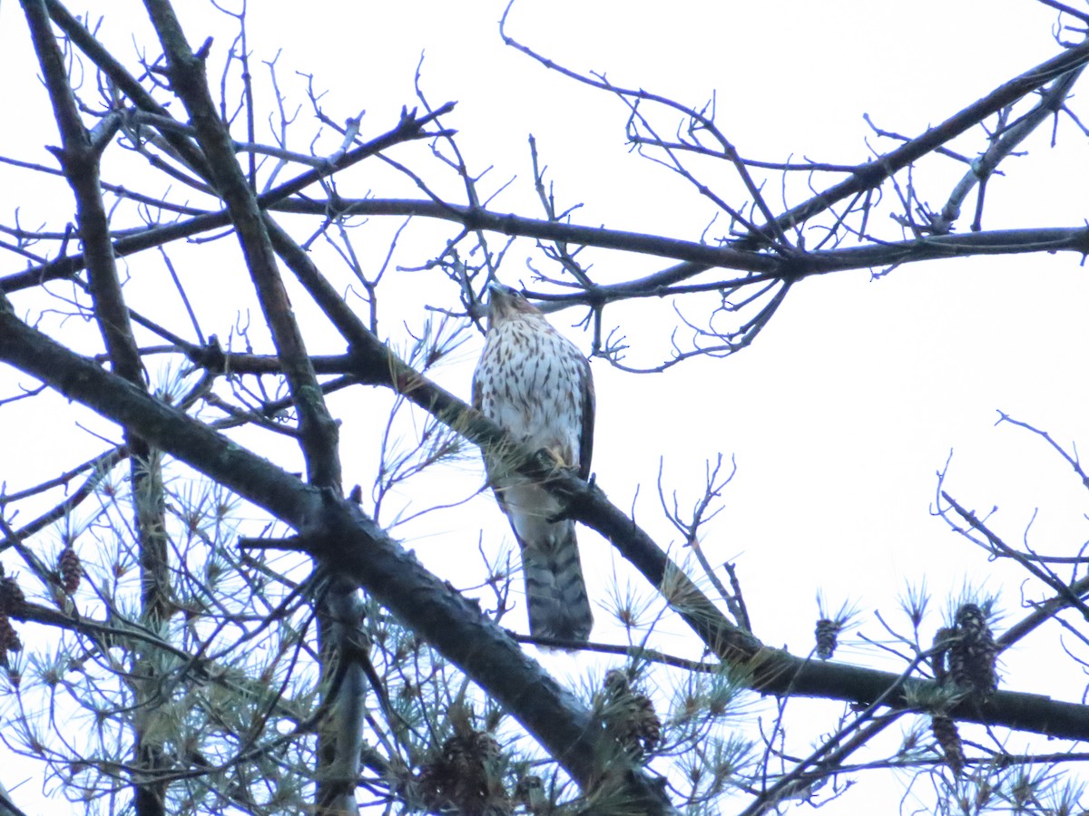 Cooper's Hawk - ML267237241