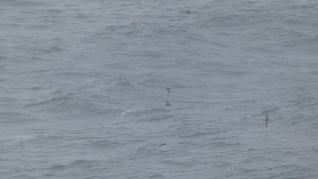 Sooty Shearwater - ML267238771