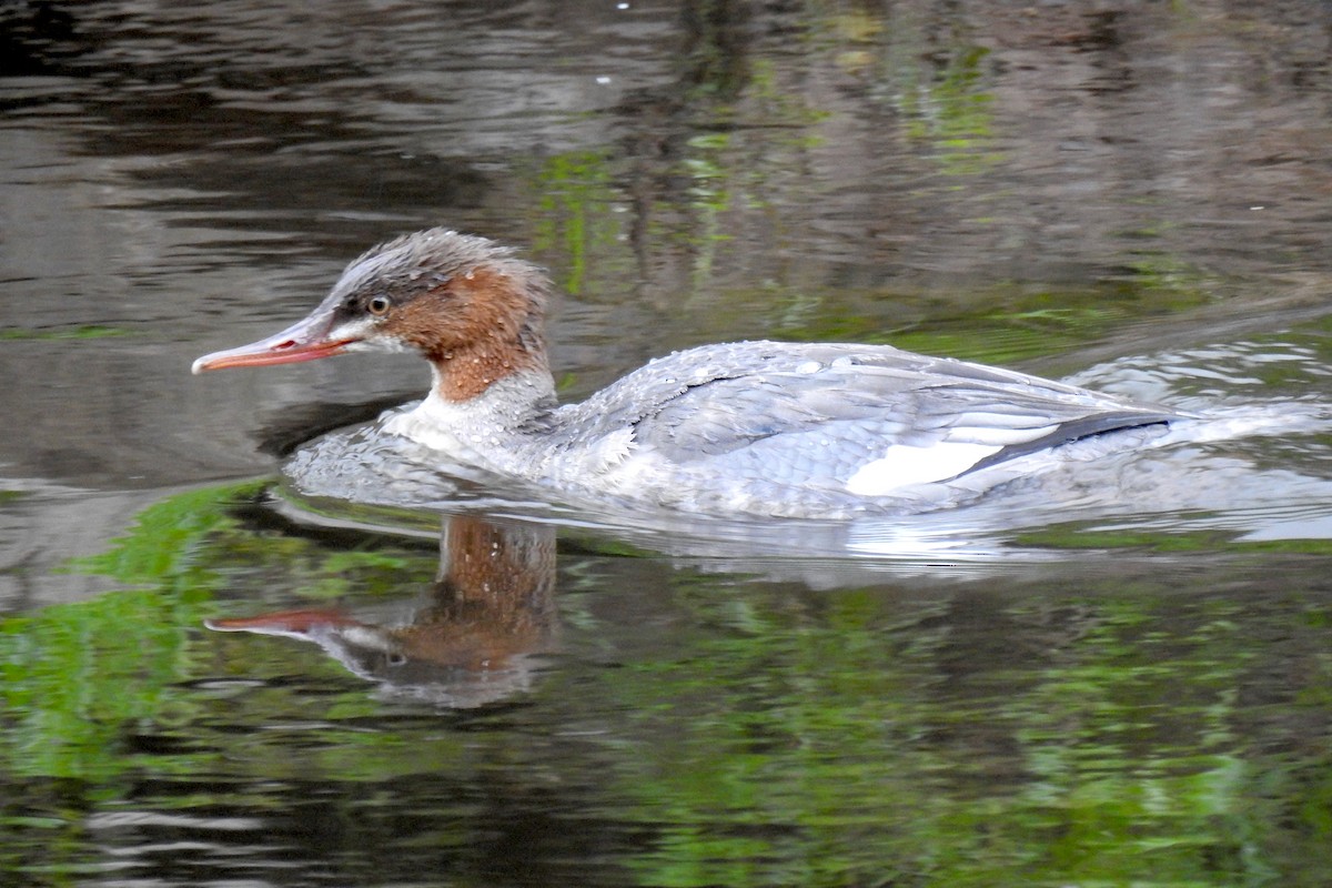 Common Merganser - ML267242821