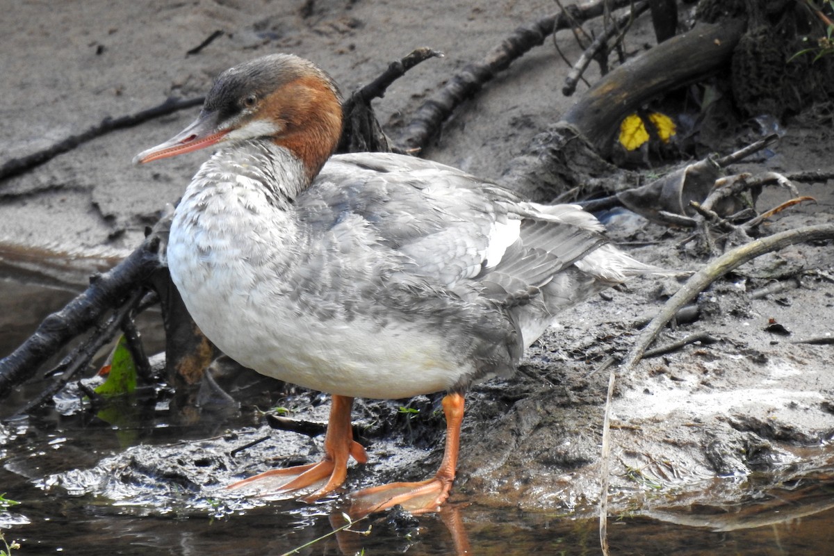 Common Merganser - ML267242901