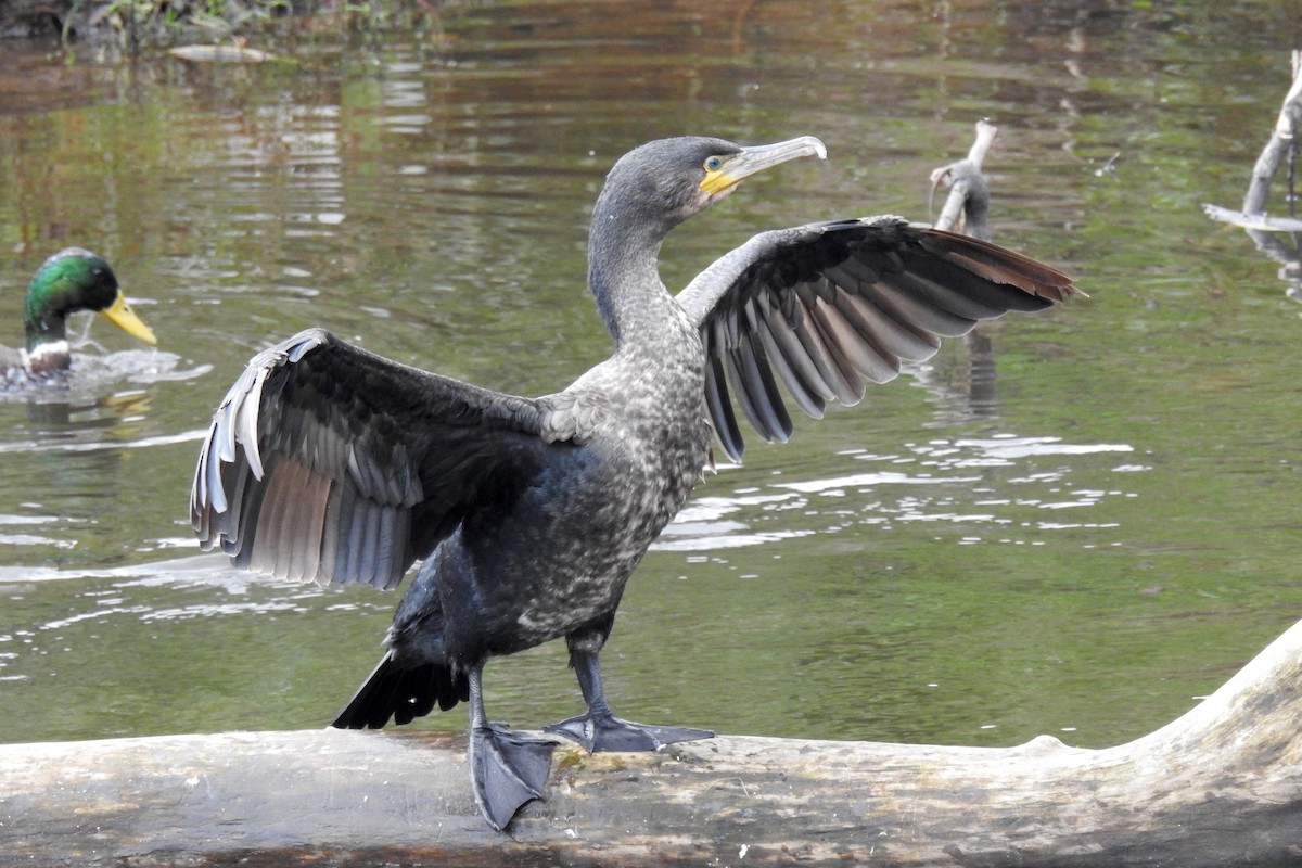 Great Cormorant - ML267242921