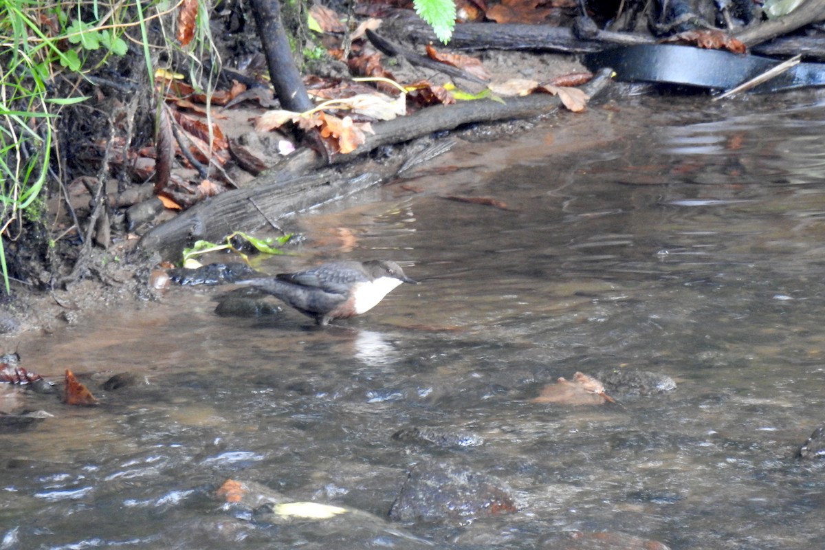 White-throated Dipper - ML267242951