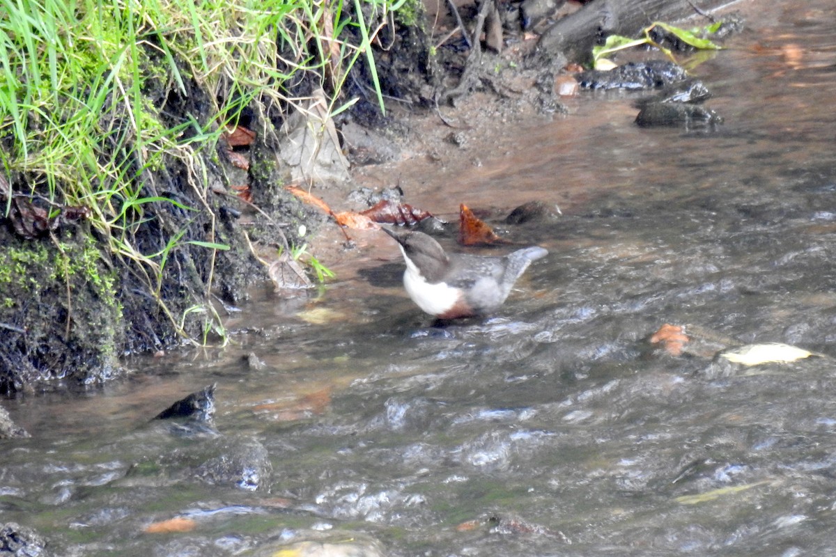 White-throated Dipper - ML267242991