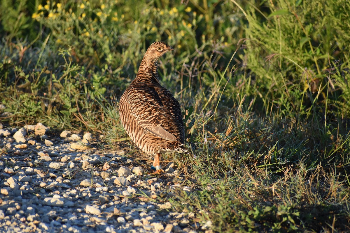 Greater Prairie-Chicken (Attwater's) - ML267246291