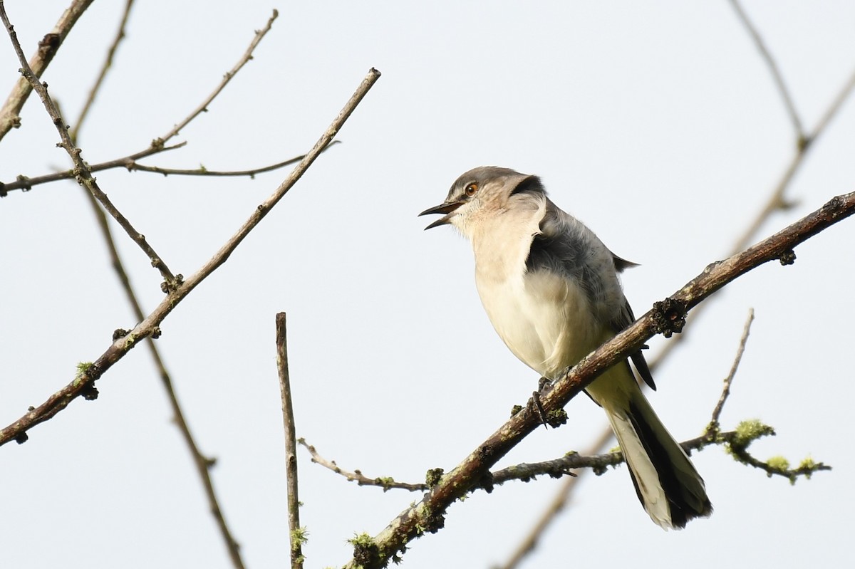 Northern Mockingbird - ML267247451