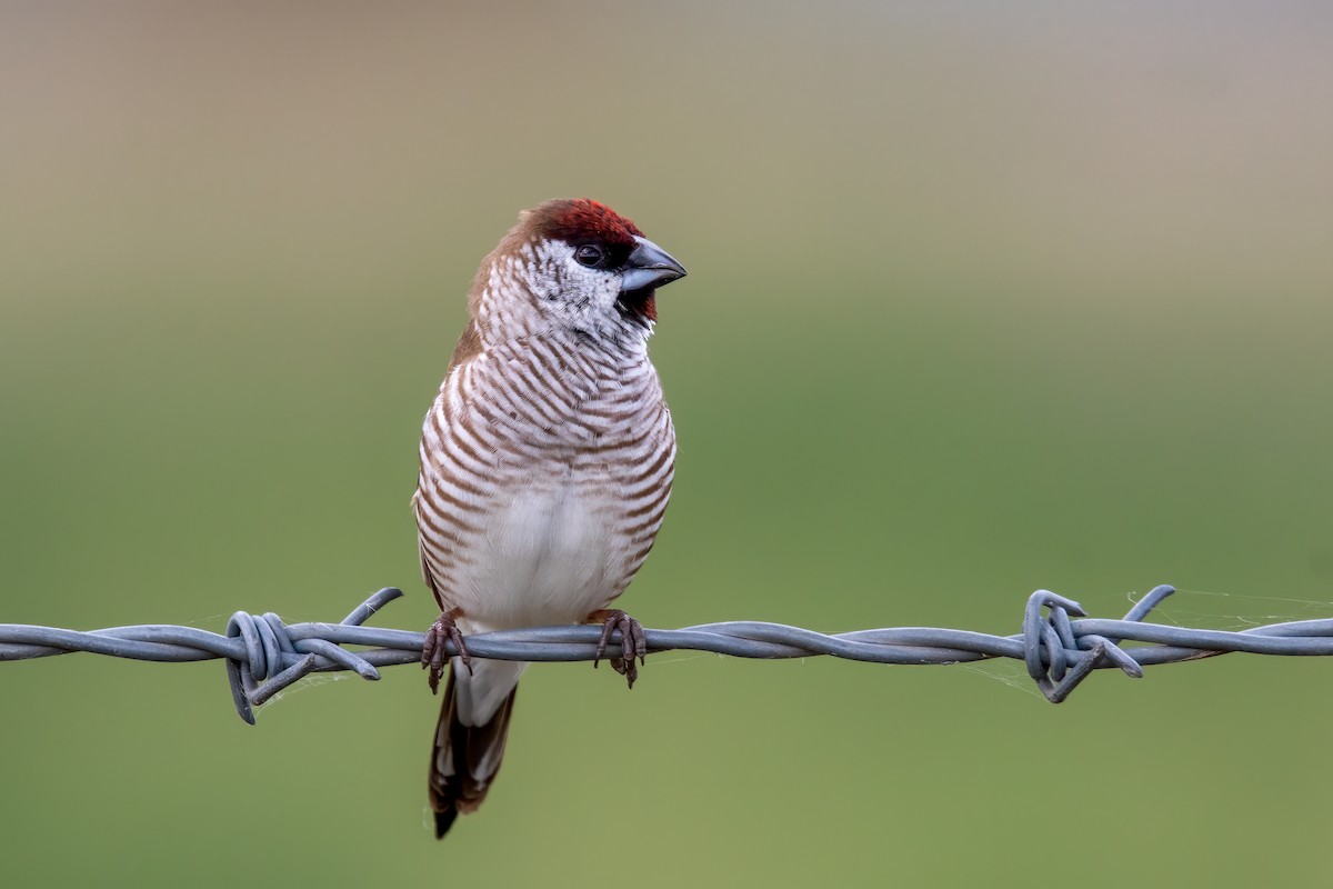 Plum-headed Finch - Cary Lewis