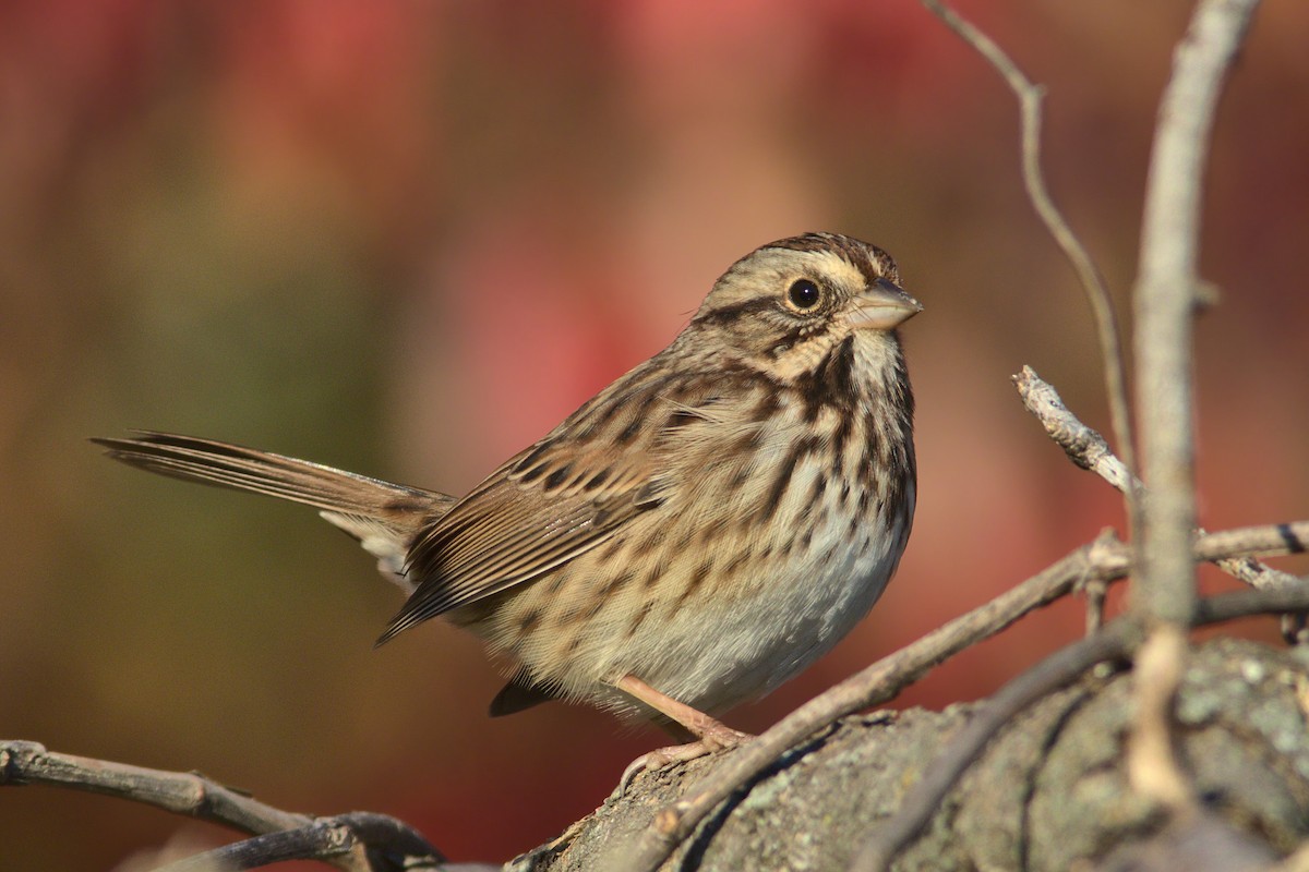 Song Sparrow - David Guertin