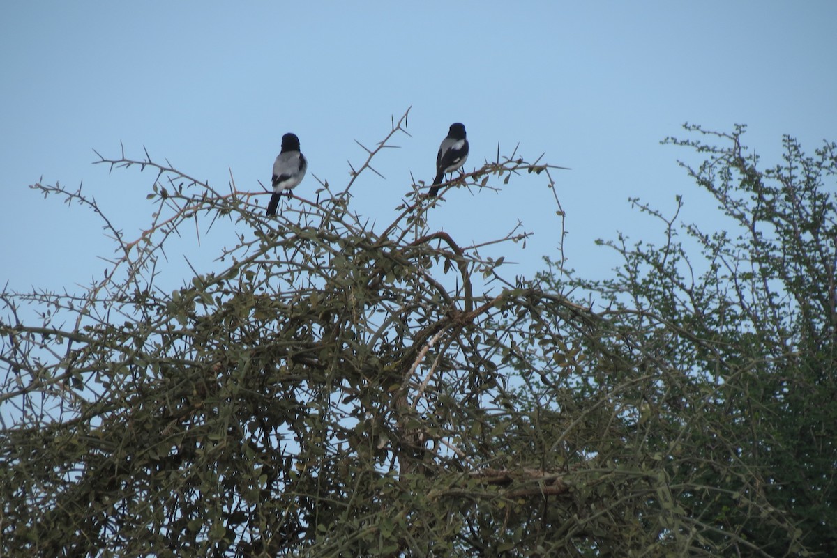 Alcaudón de Los Taita - ML267249941