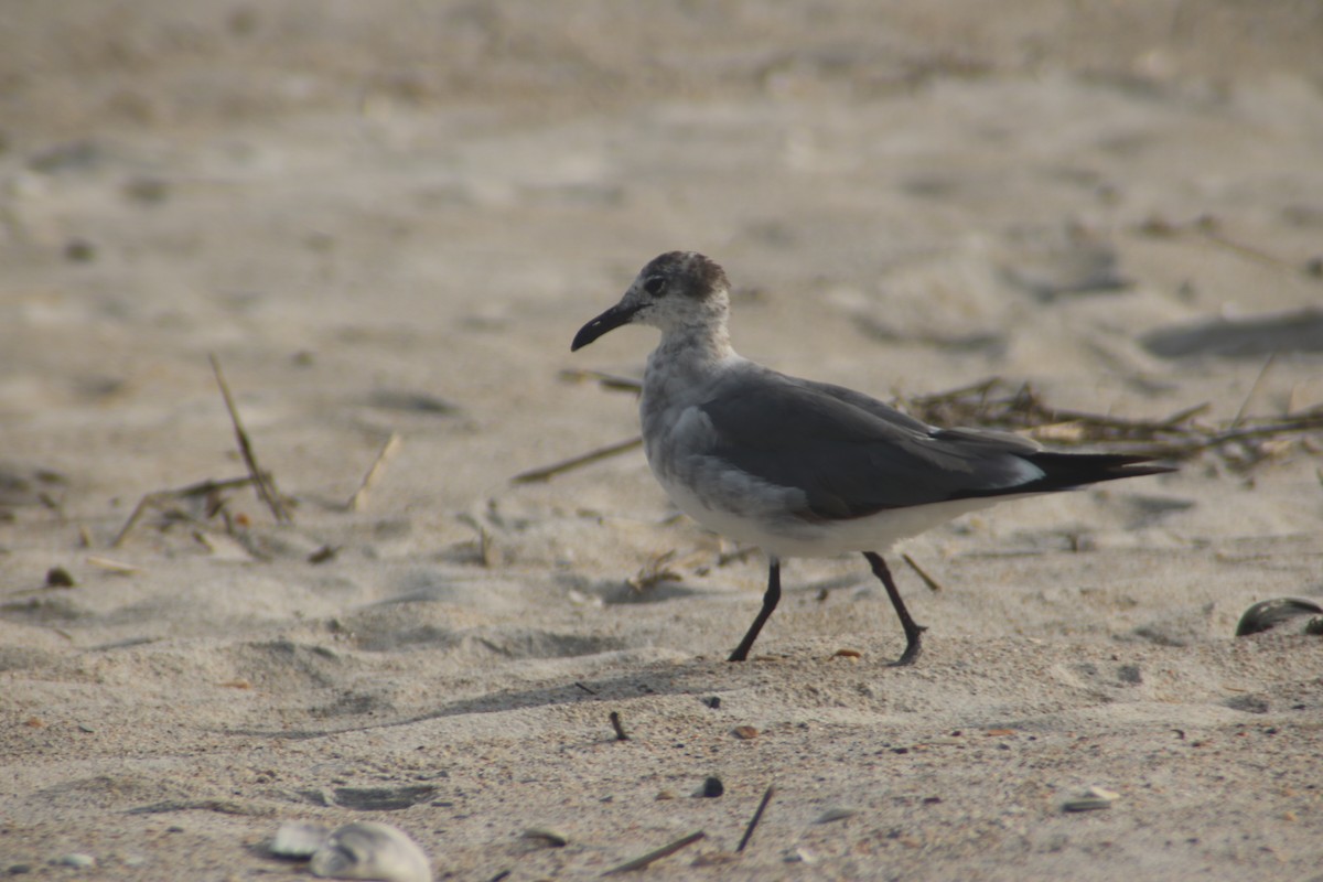 Laughing Gull - Johannes Hogrefe