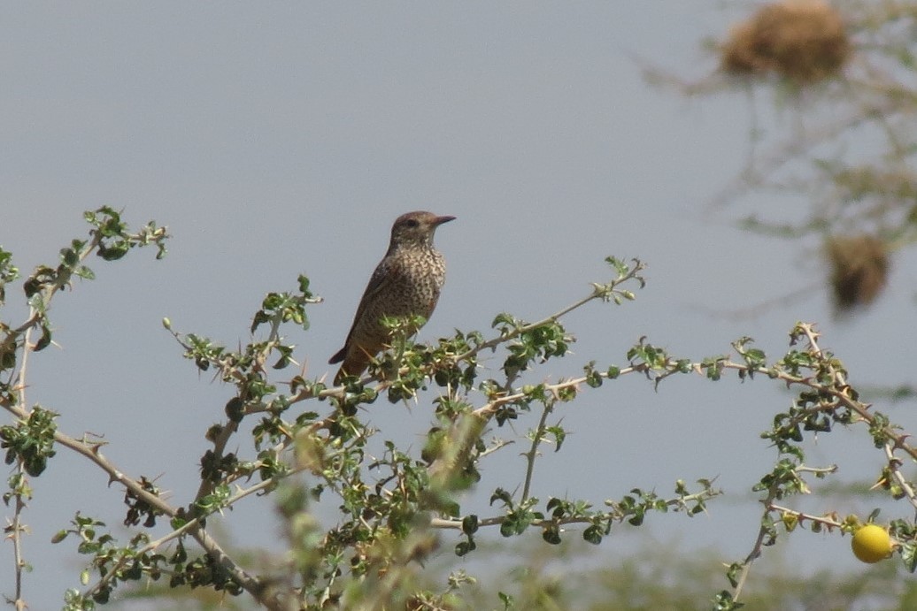 Rufous-tailed Rock-Thrush - ML267250271