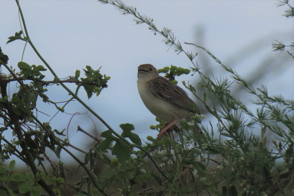 Ashy Cisticola - ML267251221