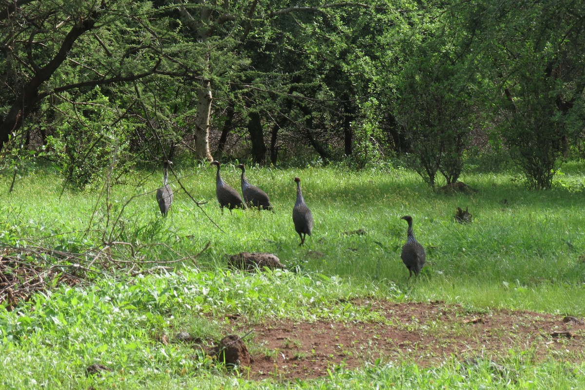 Vulturine Guineafowl - ML267252041