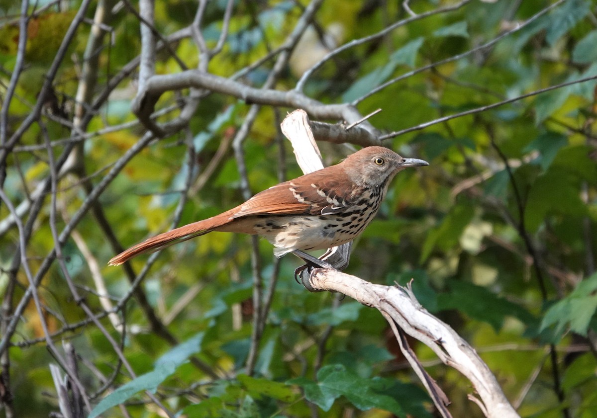 Brown Thrasher - ML267252421