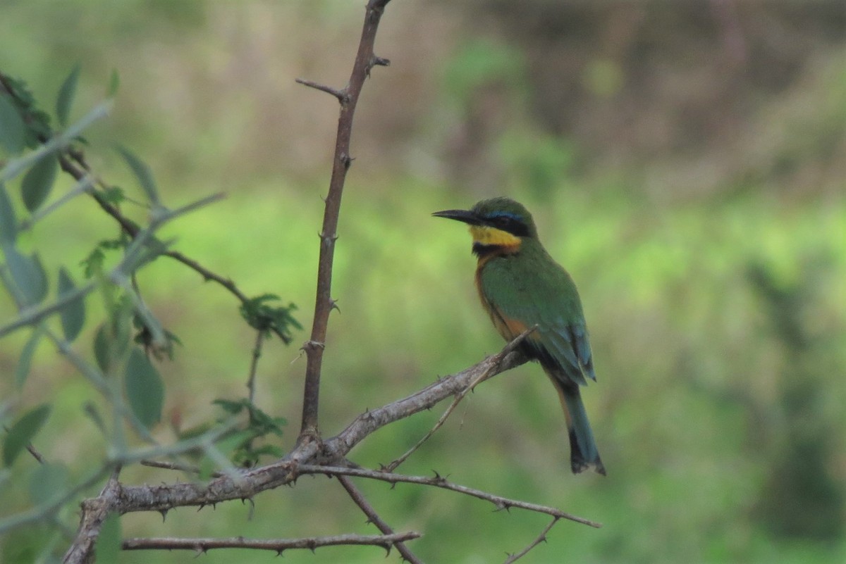 Little Bee-eater - ML267252521