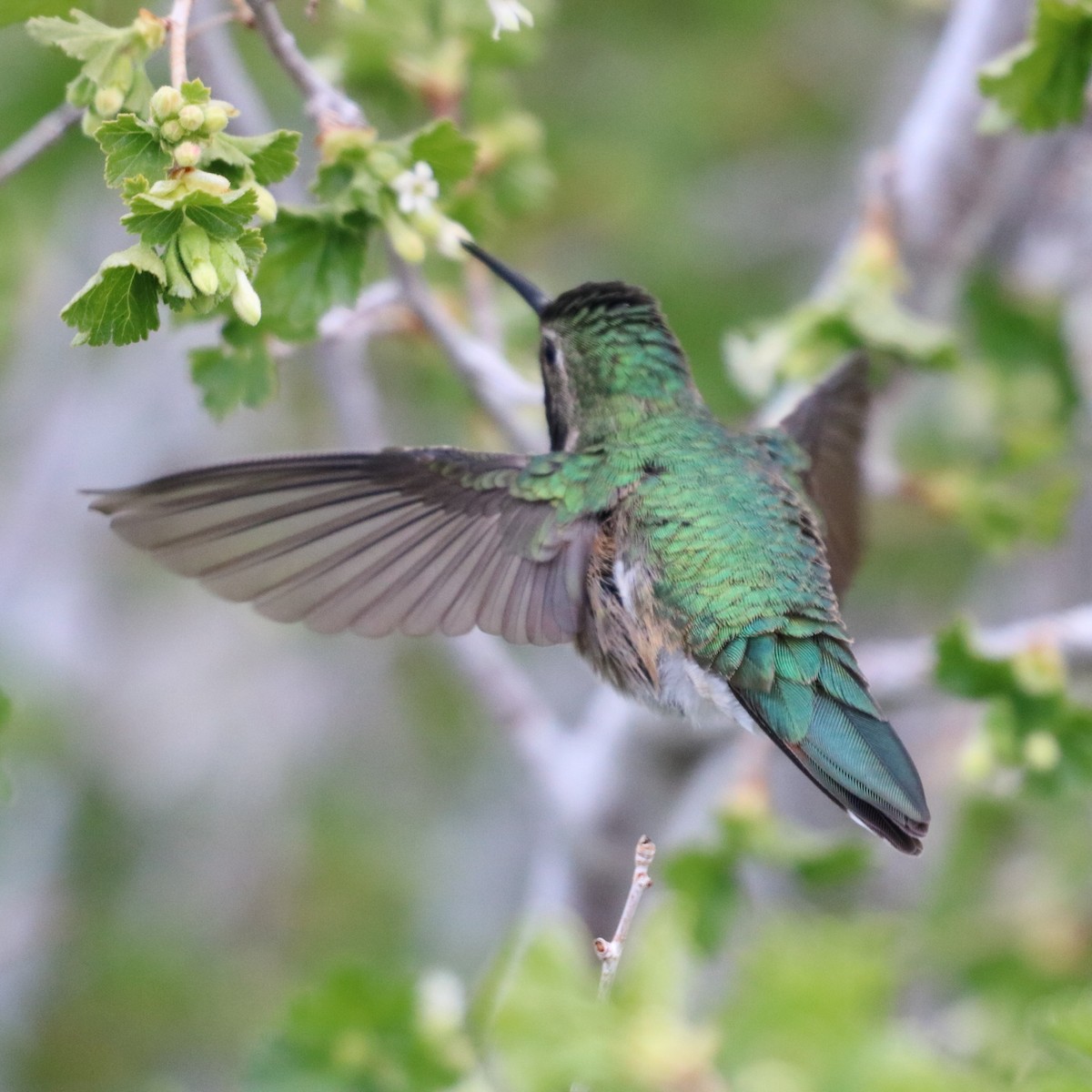 Geniş Kuyruklu Kolibri - ML267254311