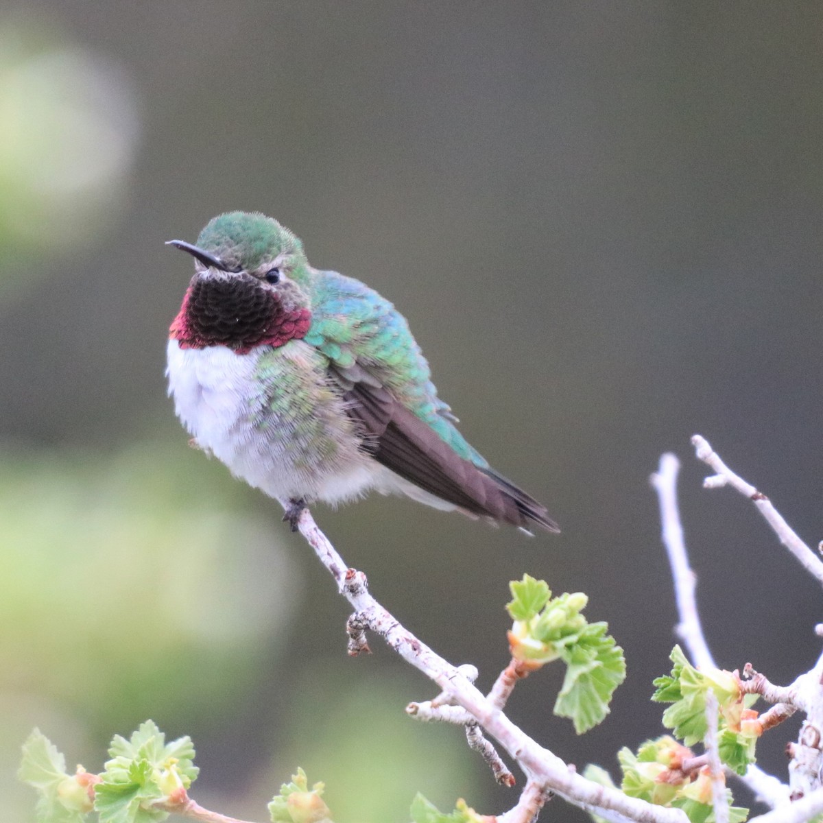 Broad-tailed Hummingbird - Linda Gettier