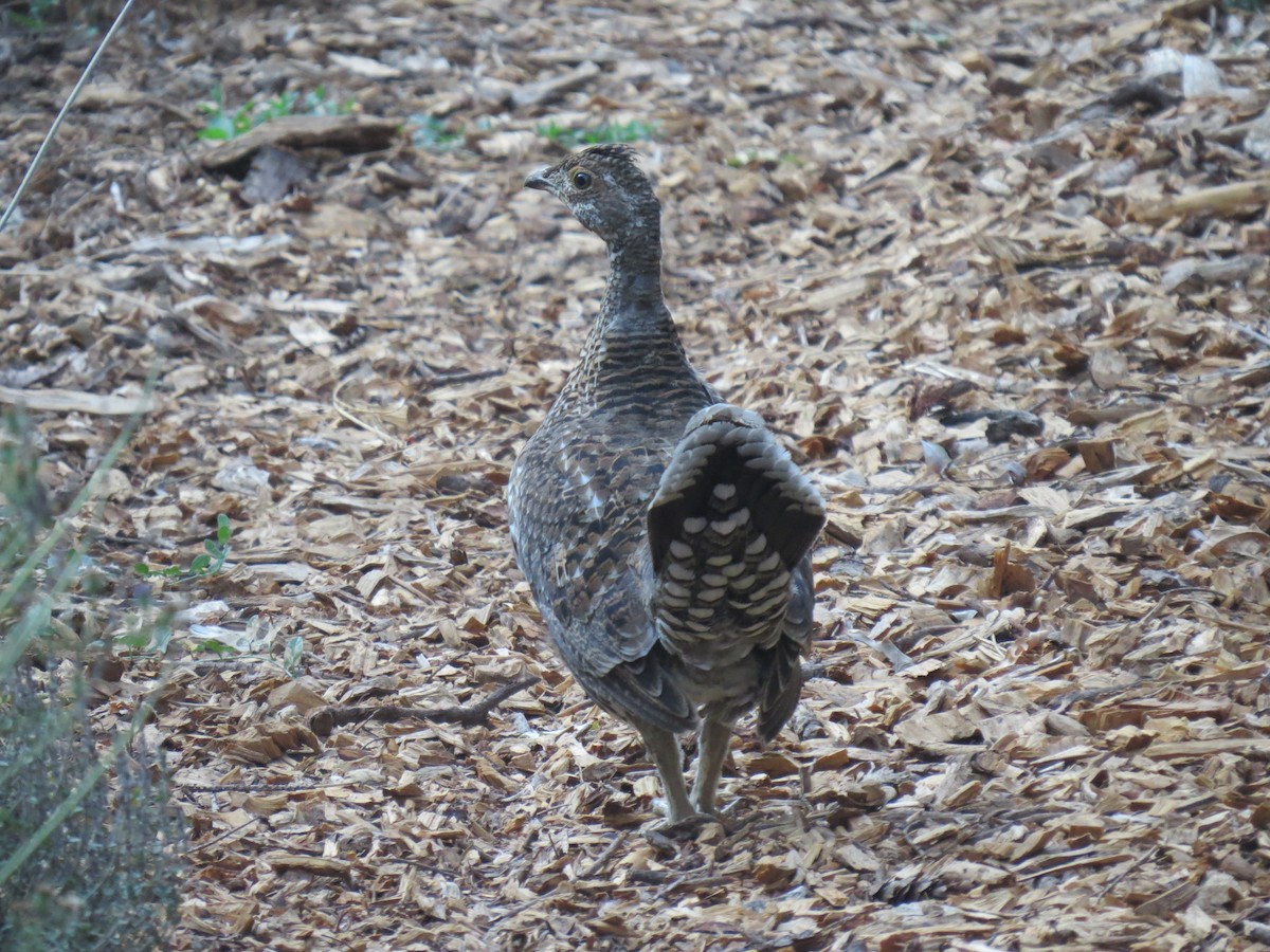 Sooty Grouse - ML267254861