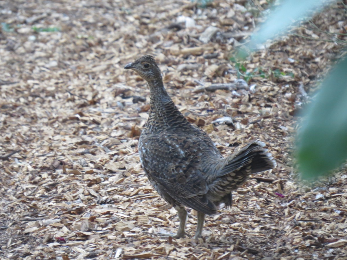 Sooty Grouse - ML267254931