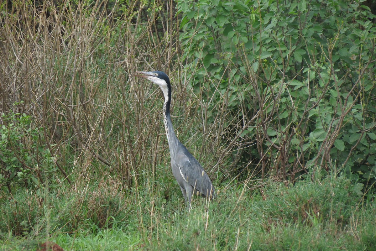 Garza Cabecinegra - ML267254981