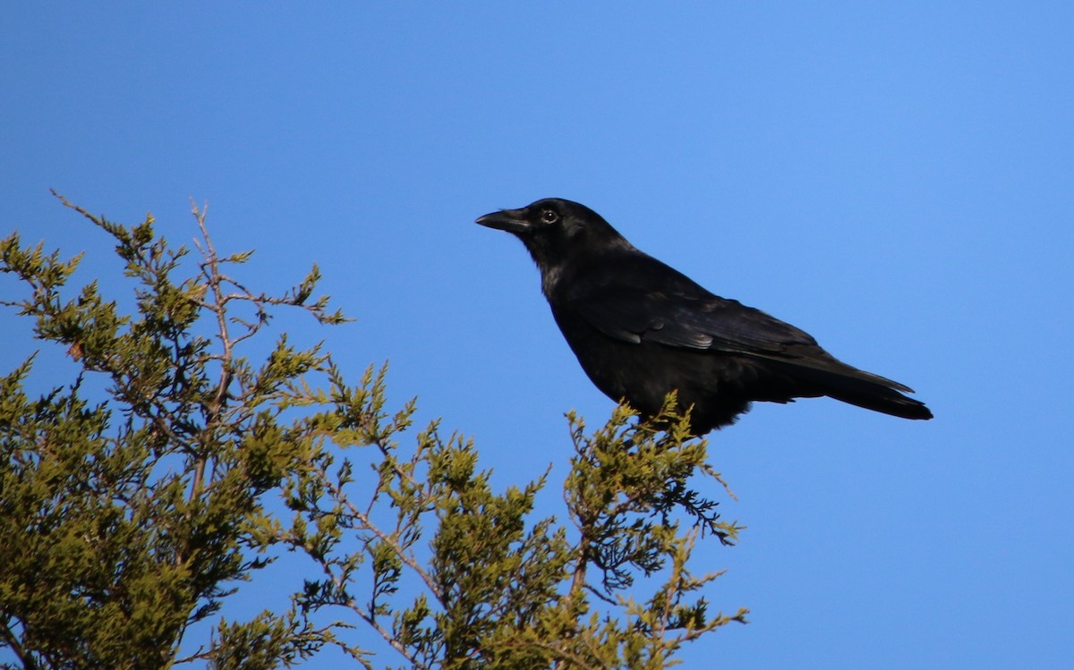 American Crow - ML267255151