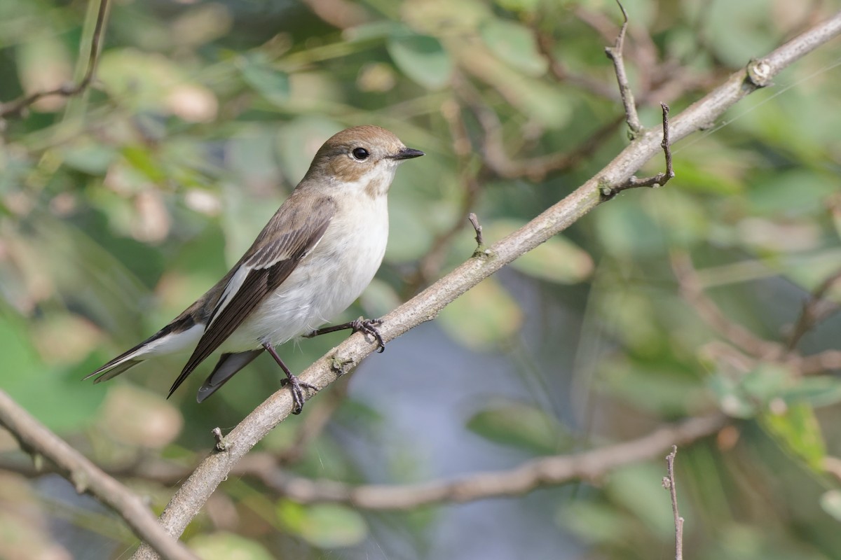 European Pied Flycatcher - ML267255591