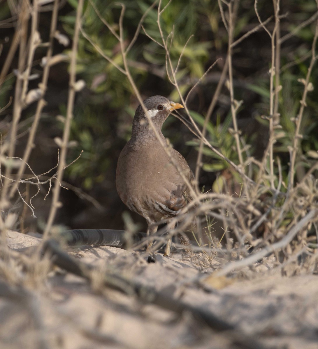 Sand Partridge - ML267256181