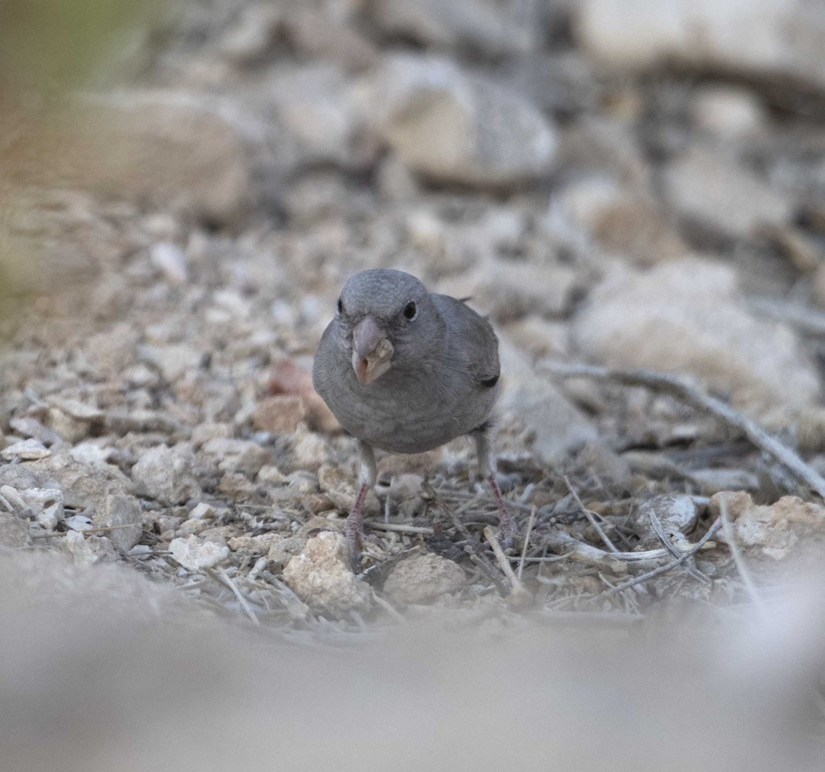 Trumpeter Finch - ML267256411