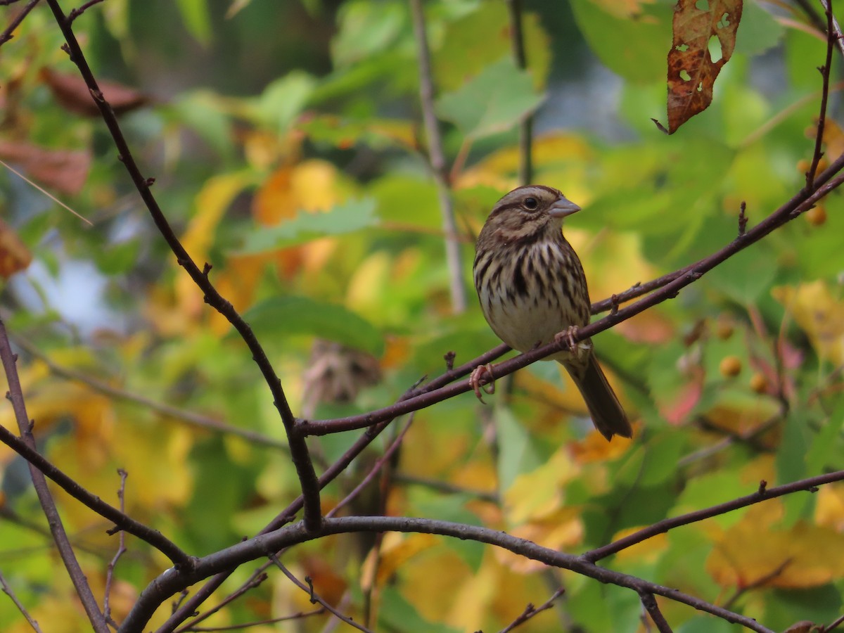 Song Sparrow - Unity Dienes