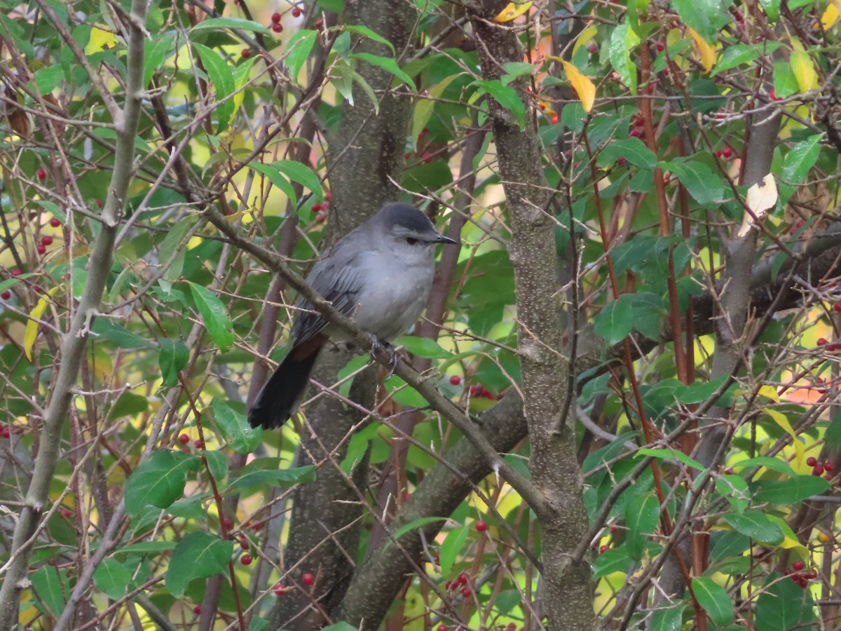 Gray Catbird - ML267257281