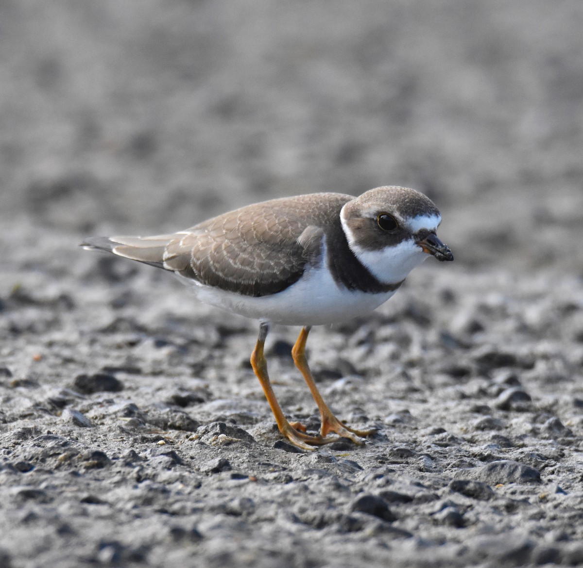 Semipalmated Plover - Diana Stephens