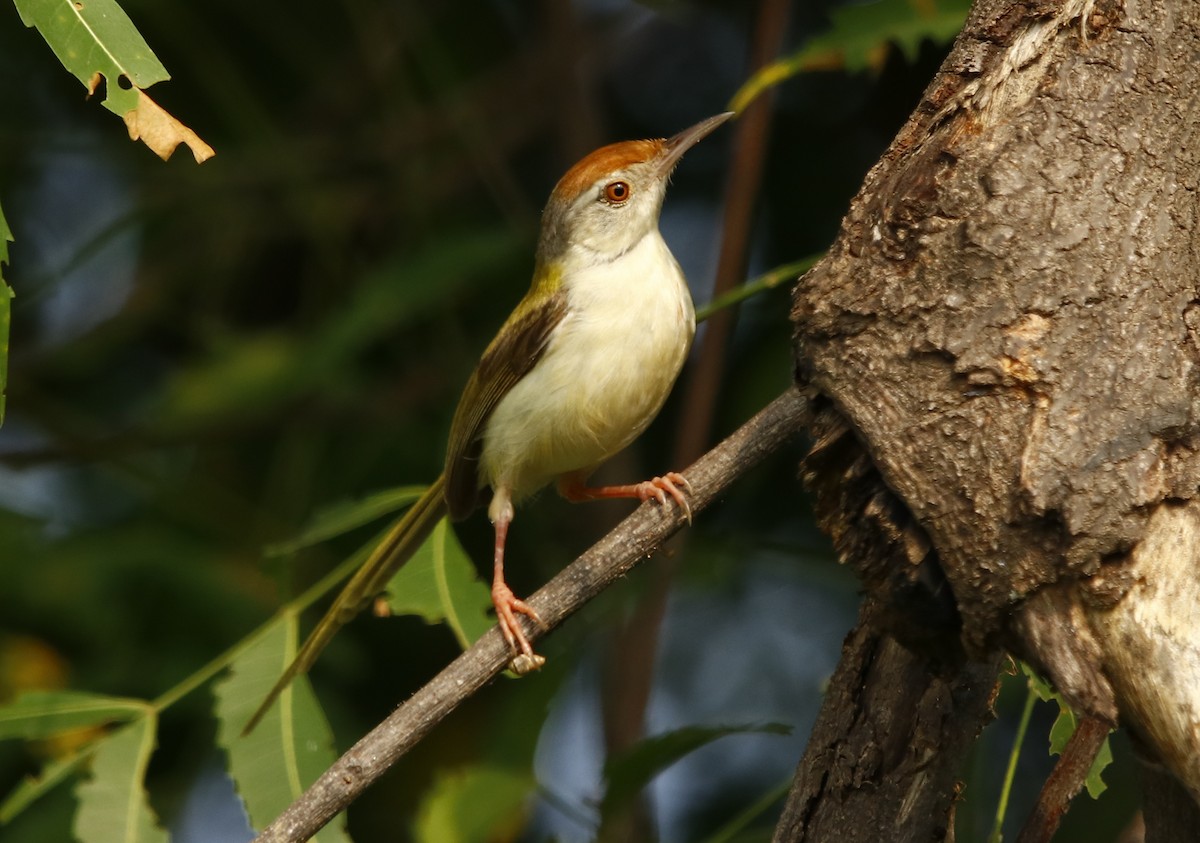 Common Tailorbird - ML267262981