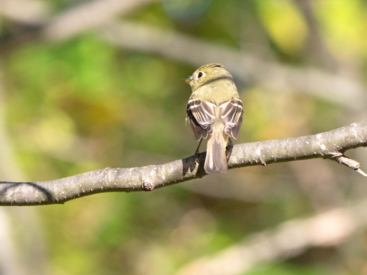 Yellow-bellied Flycatcher - ML267263581