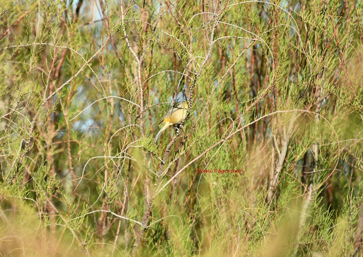 Blue-and-yellow Tanager - Ana Ines Pegoraro